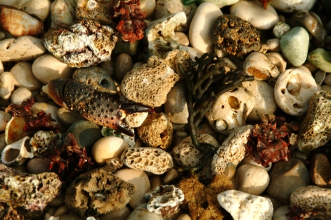 Frutti e colori del mare